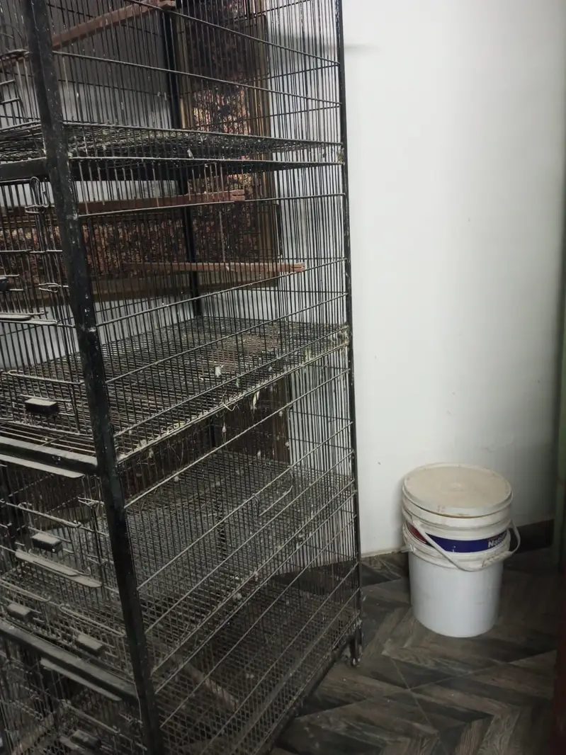 Birds cages | cages | iron cages | portion cages | lovebirds cages — photo 3