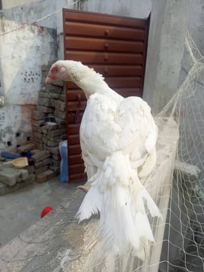 Heera Aseel Female ( 03204661930 ) WhatsApp for details