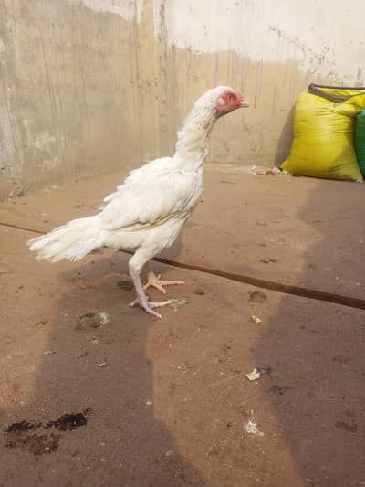 Heera Aseel Female ( 03204661930 ) WhatsApp for details