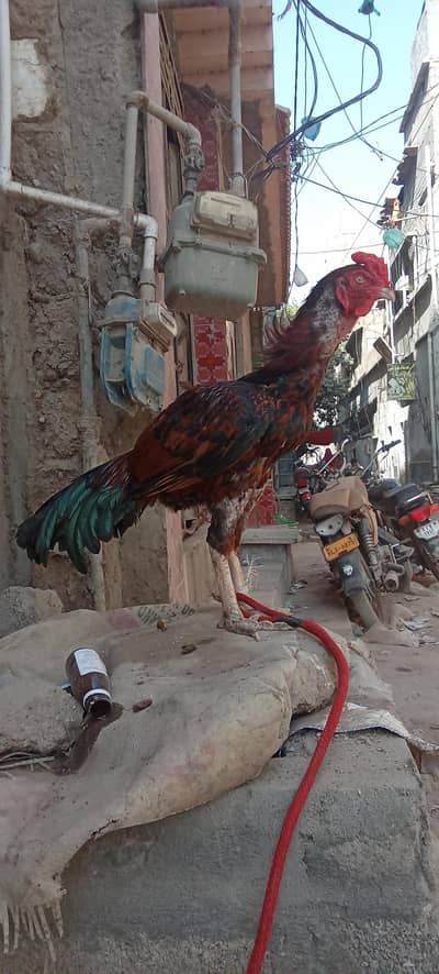 Lakha breeder male exchange offer
