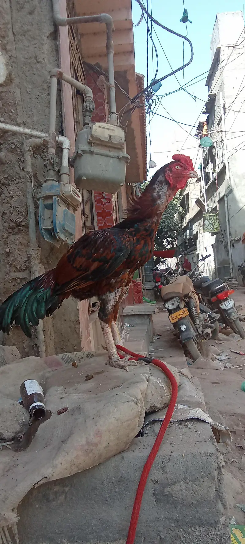 Lakha breeder male exchange offer — photo 2