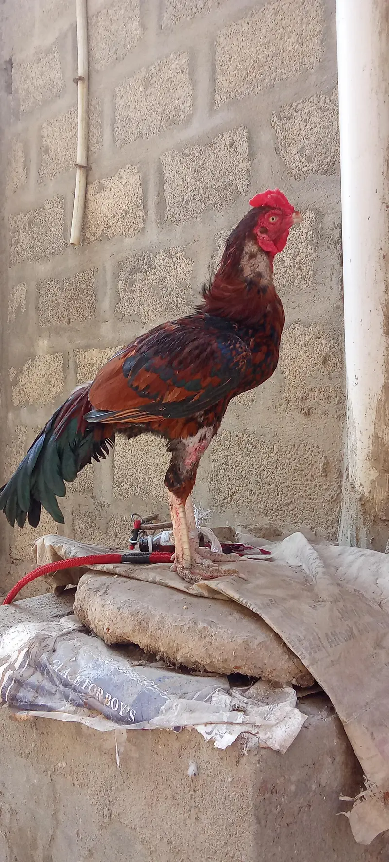 Lakha breeder male exchange offer — photo 4