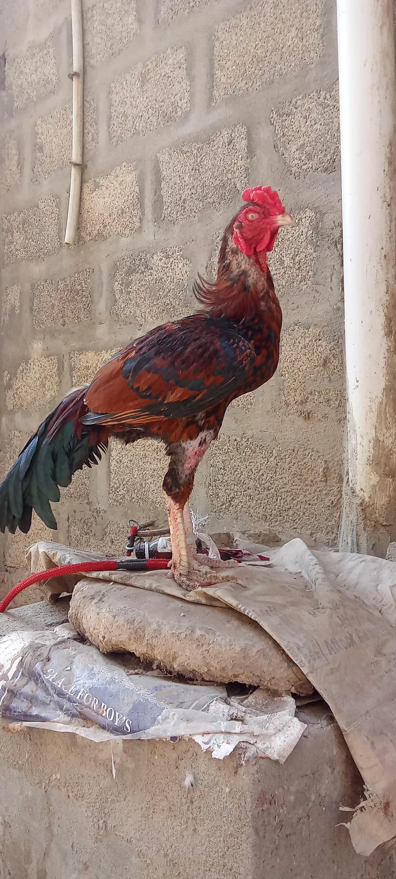Lakha breeder male exchange offer — photo 5