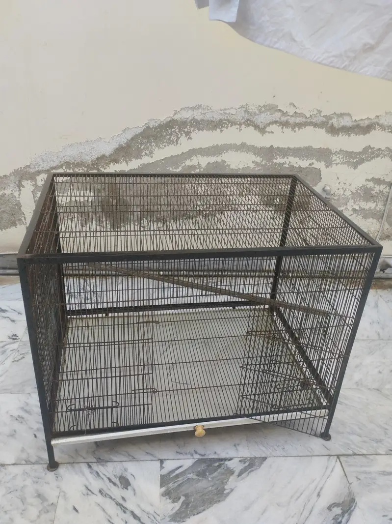 parrot and hen cage
