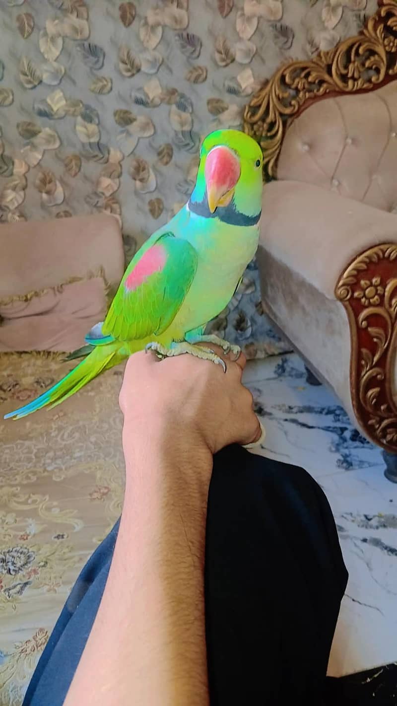 fahad sultan 0