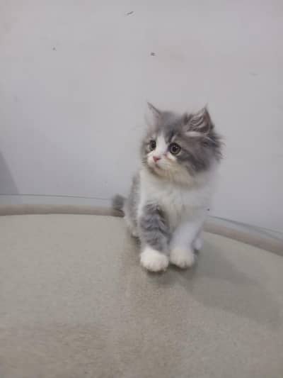 Persian Cats | Persian kittens | Triple Coated | kittens for sale
