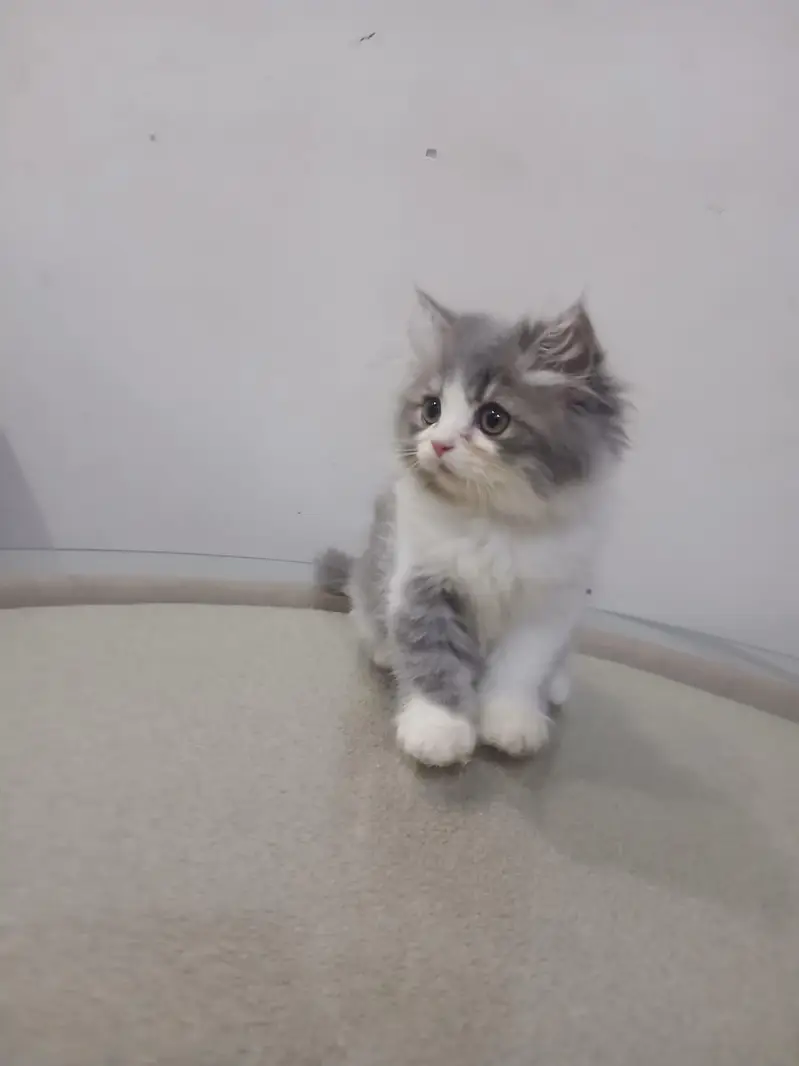 Persian Cats | Persian kittens | Triple Coated | kittens for sale