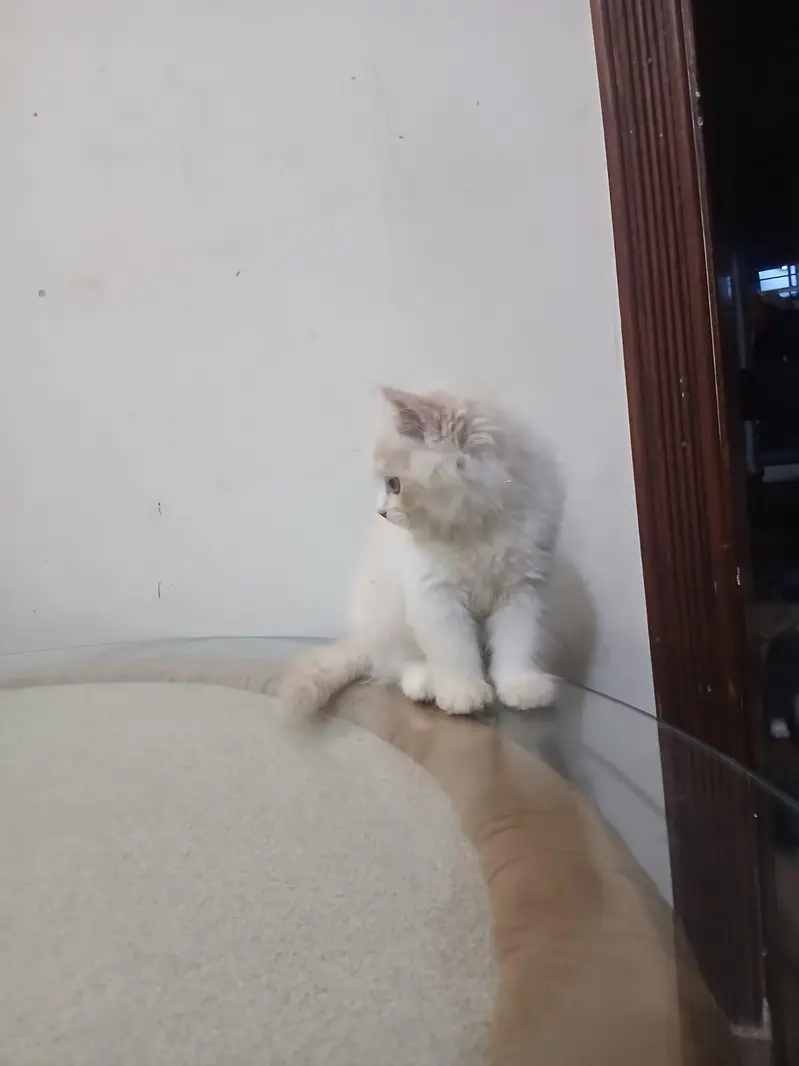 Persian Cats | Persian kittens | Triple Coated | kittens for sale — photo 2