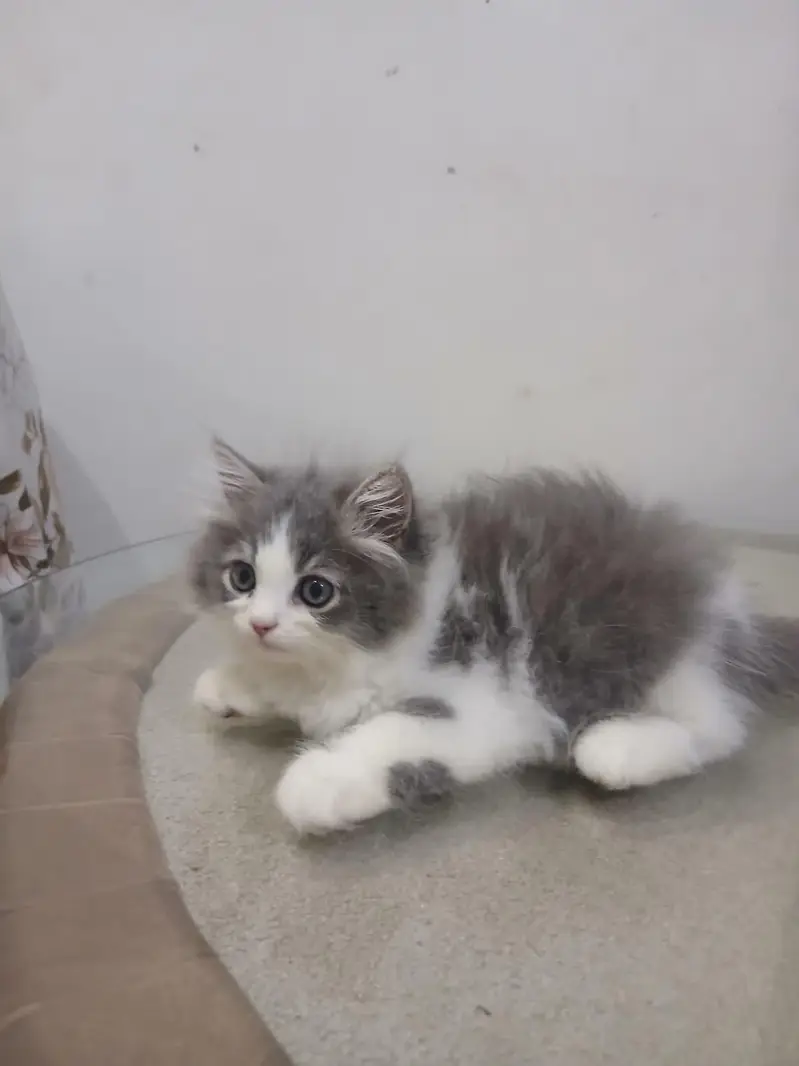 Persian Cats | Persian kittens | Triple Coated | kittens for sale — photo 3