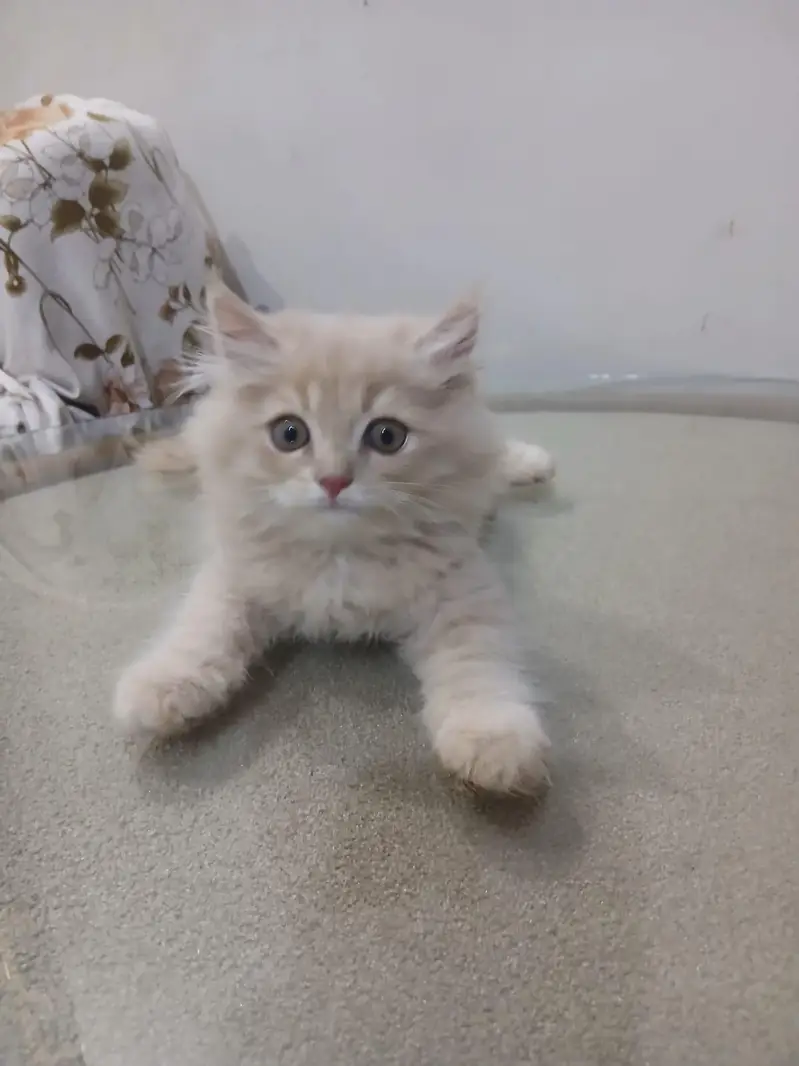 Persian Cats | Persian kittens | Triple Coated | kittens for sale — photo 4