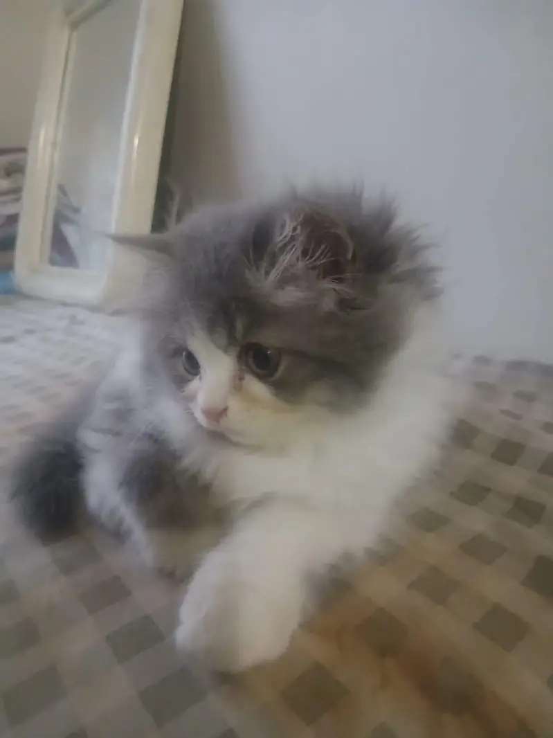 Persian Cats | Persian kittens | Triple Coated | kittens for sale — photo 5