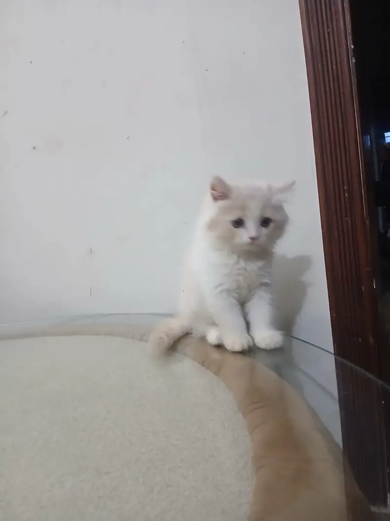 Persian Cats | Persian kittens | Triple Coated | kittens for sale — photo 6