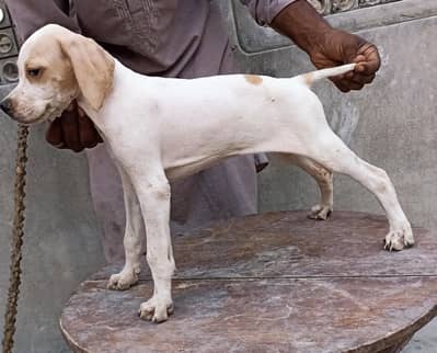 pure English pointer female from padgree parents