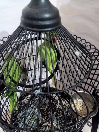 pair of Healthy Ring Neck Parrot With Premium Matel Cage