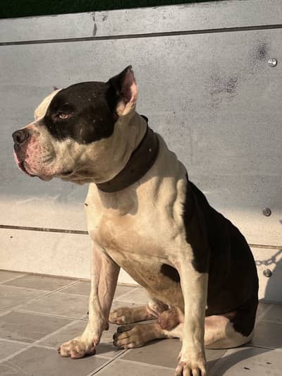 American Muscled Pitbull