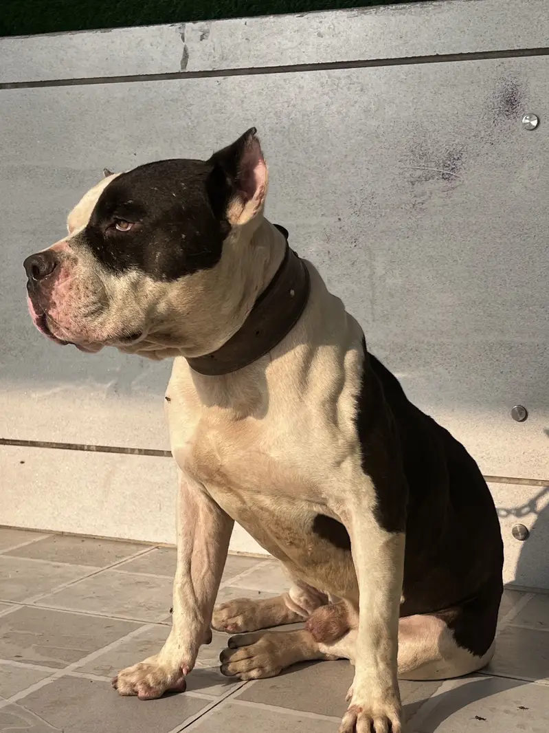 American Muscled Pitbull