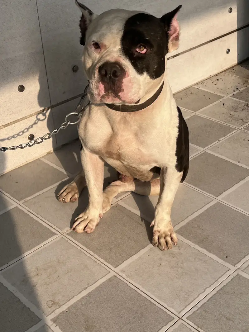 American Muscled Pitbull — photo 2