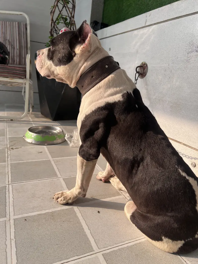 American Muscled Pitbull — photo 3