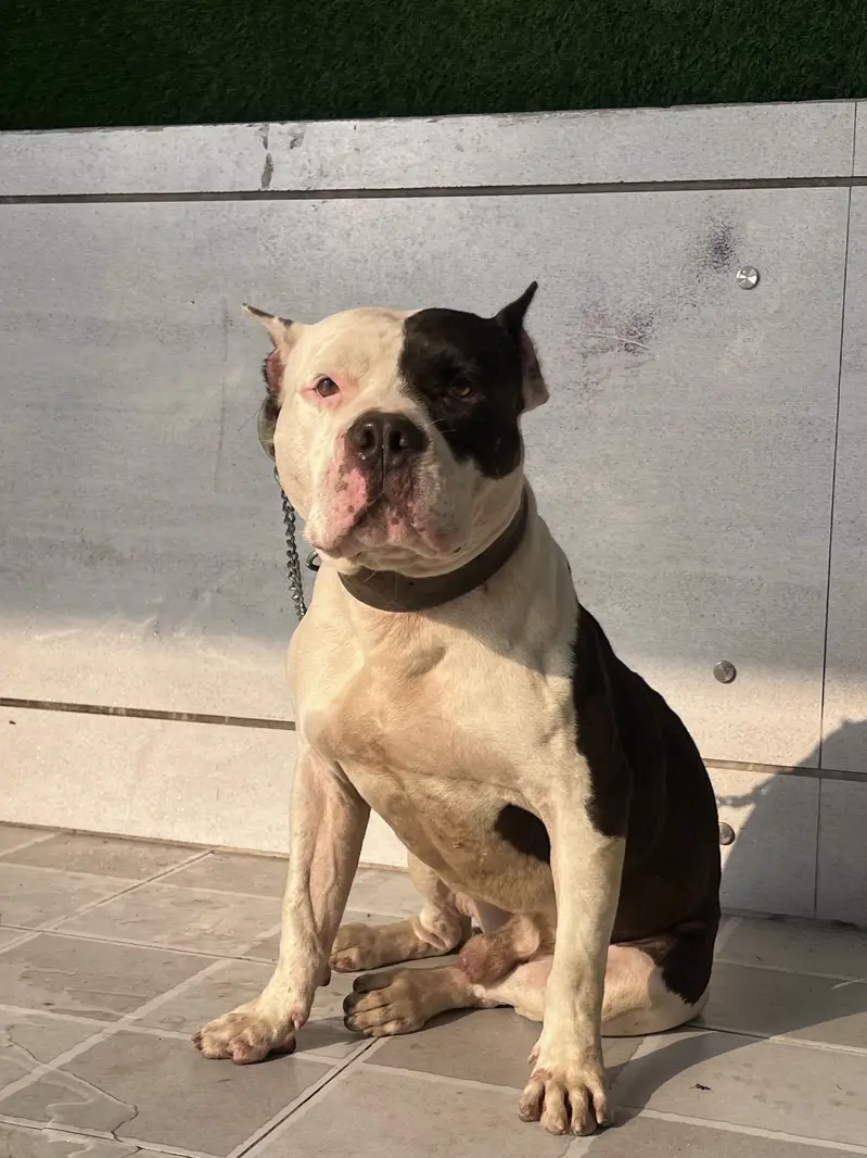 American Muscled Pitbull — photo 4