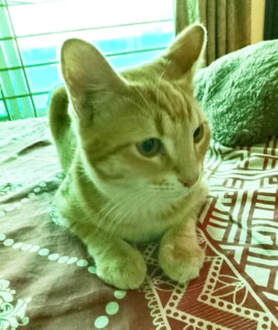 Male cat for adoption / mixed breed / cat for adoption