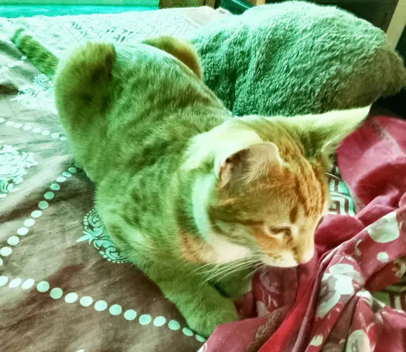 Male cat for adoption / mixed breed / cat for adoption — photo 2