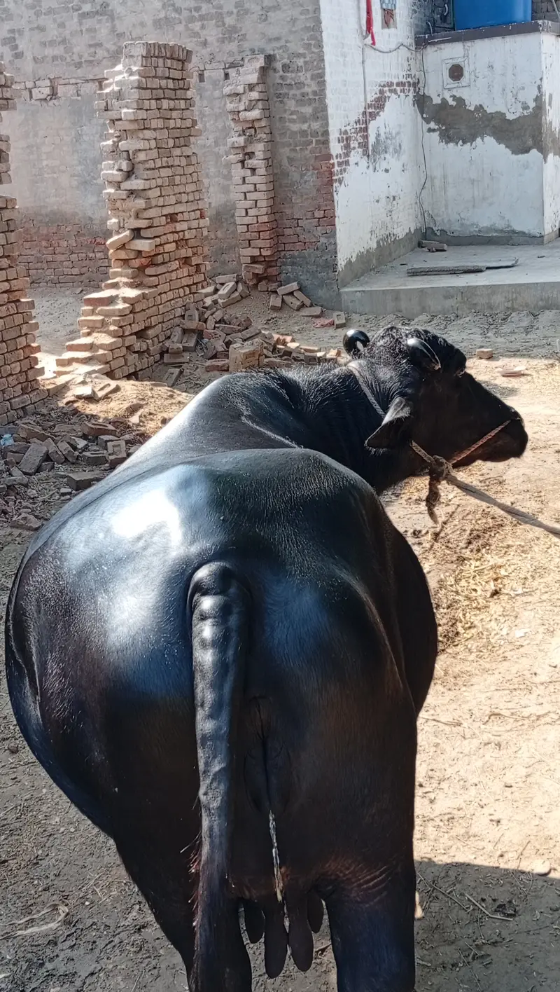 Buffalos
