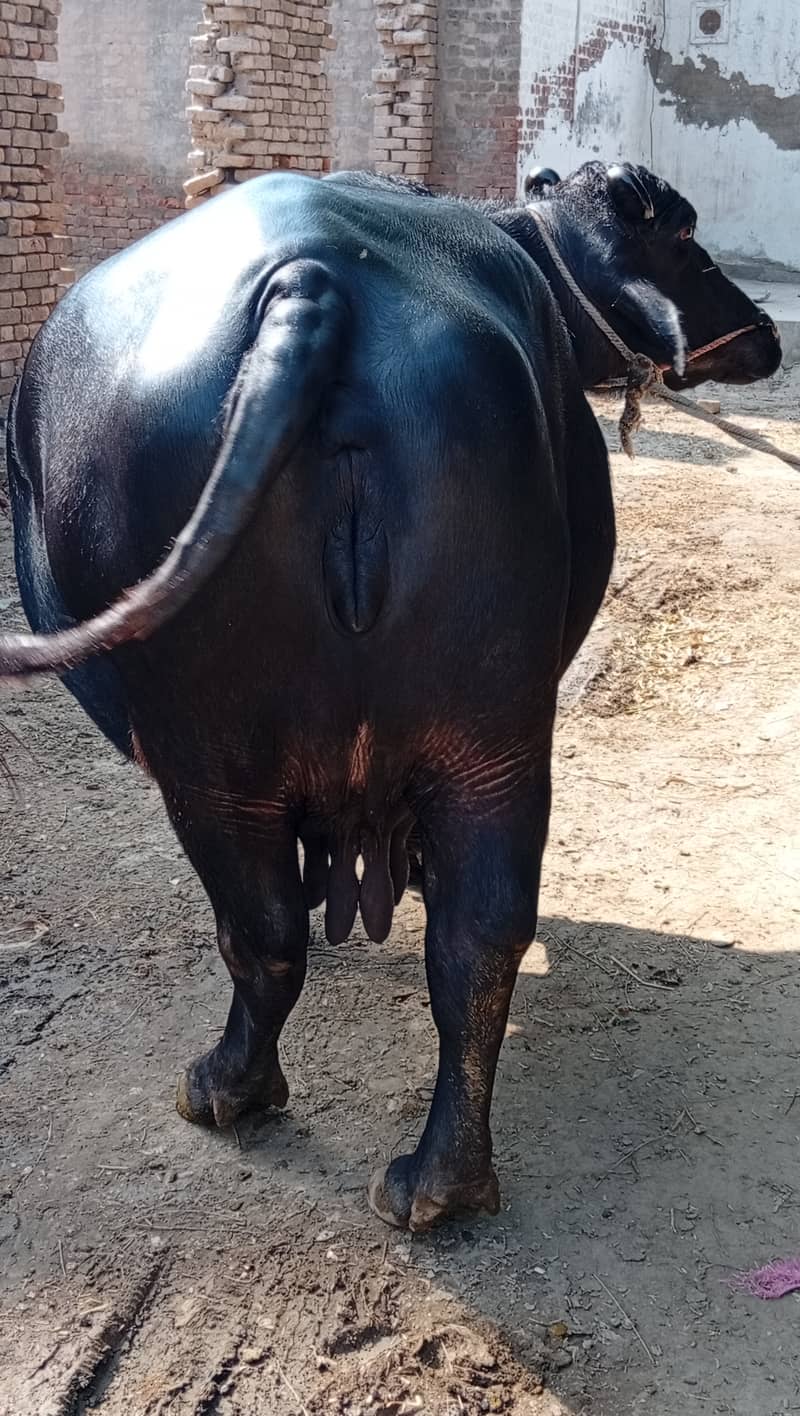 Buffalos 1