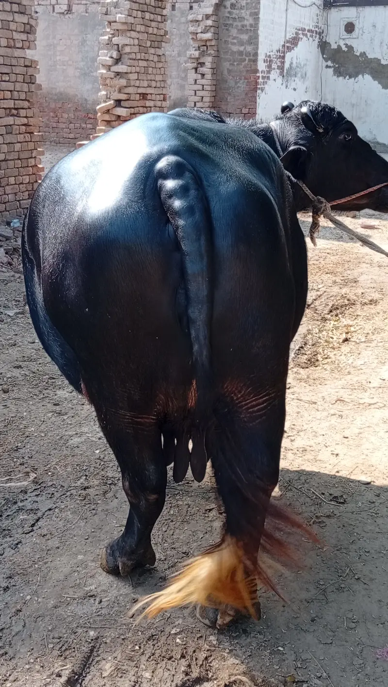 Buffalos — photo 3