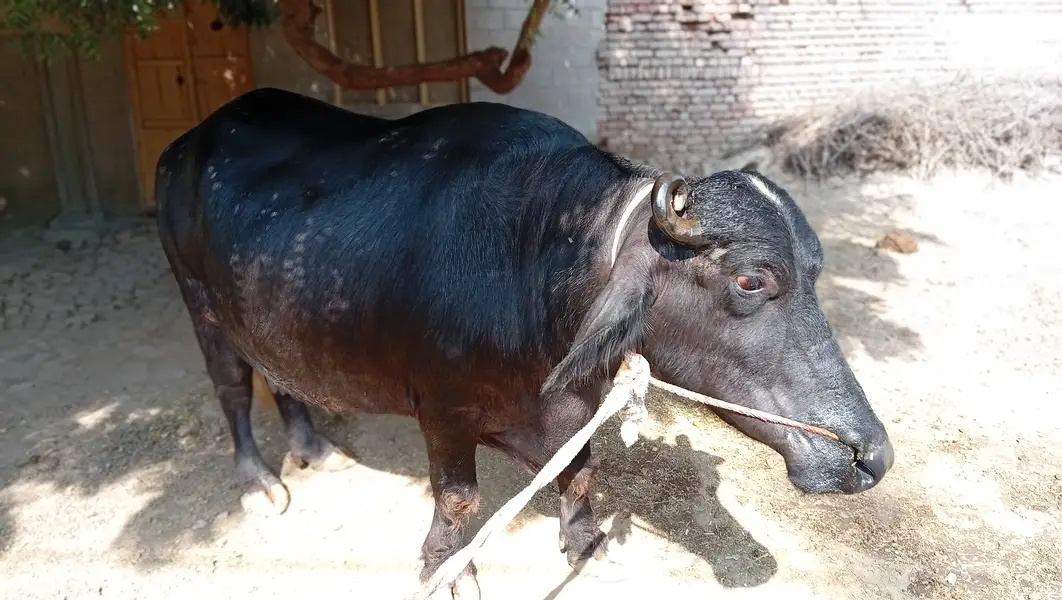 Buffalos — photo 4