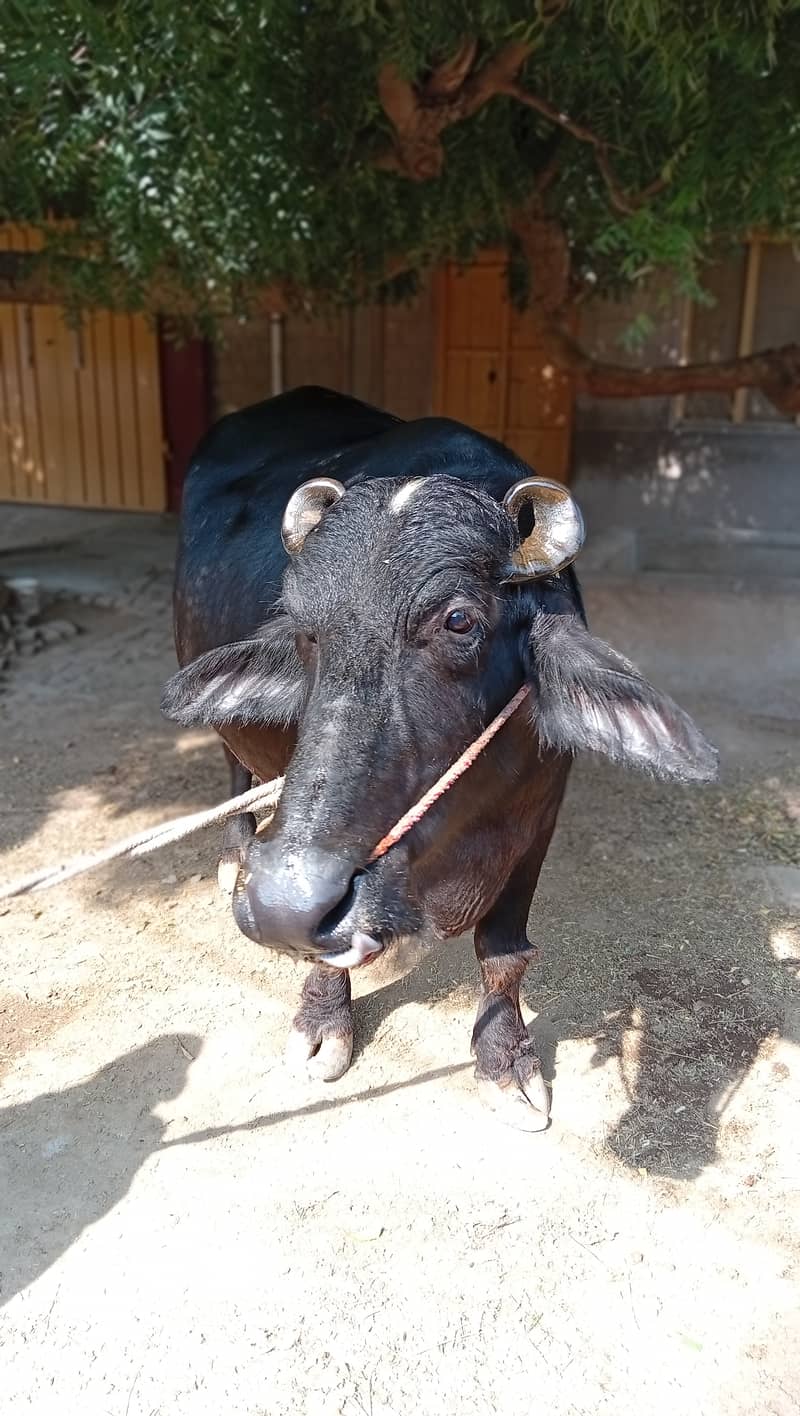 Buffalos 4