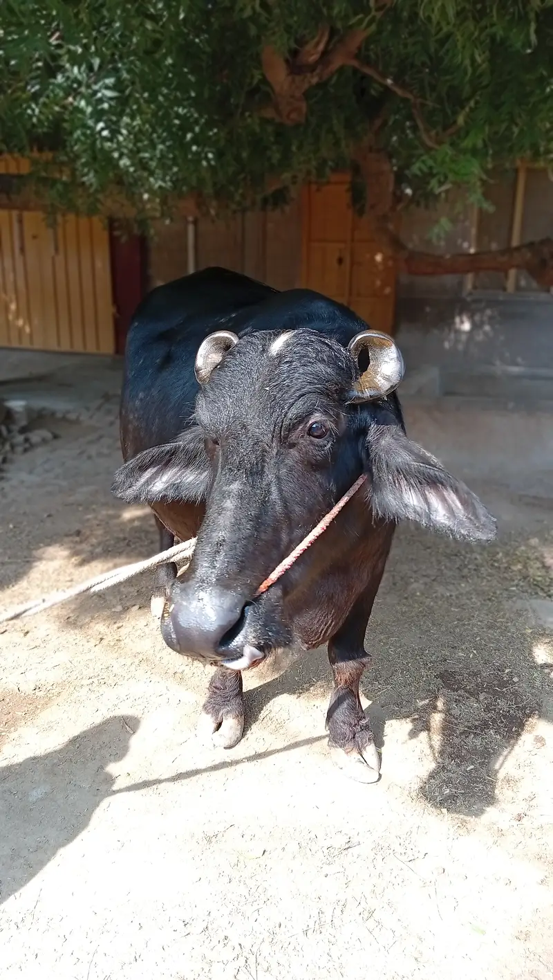 Buffalos — photo 5