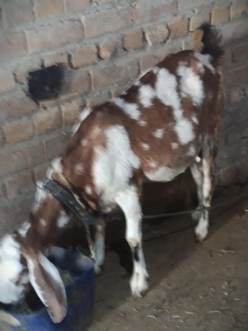 taddy achi Bakri ha