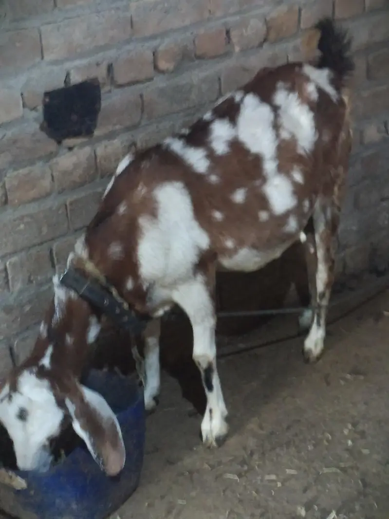 taddy achi Bakri ha — photo 2
