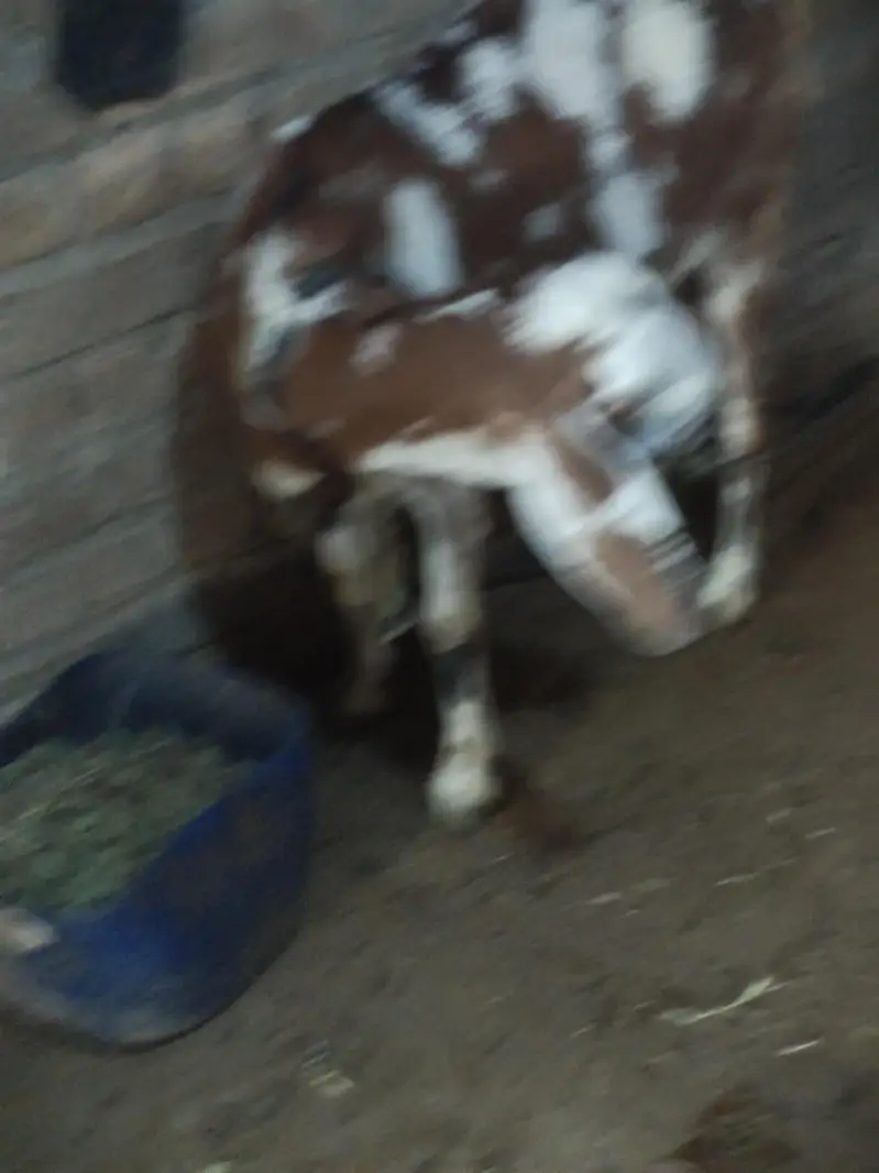taddy achi Bakri ha — photo 3