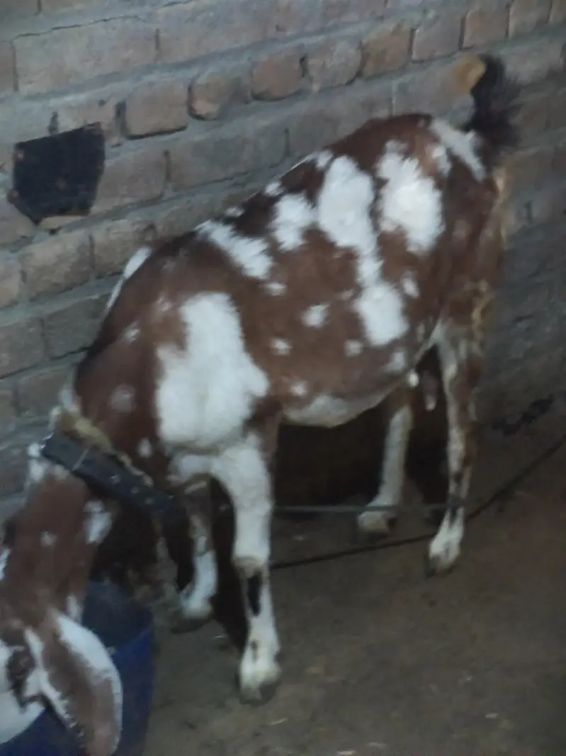 taddy achi Bakri ha — photo 4