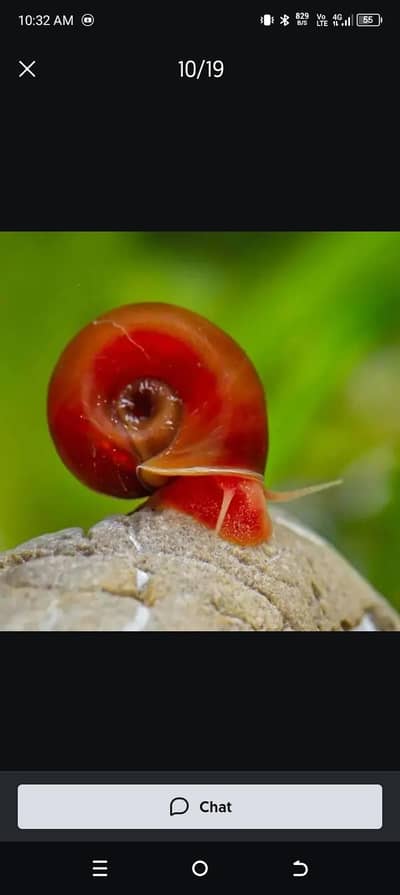 aquarium snails available