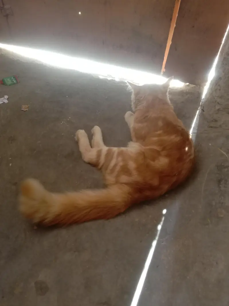 Persian cats — photo 2