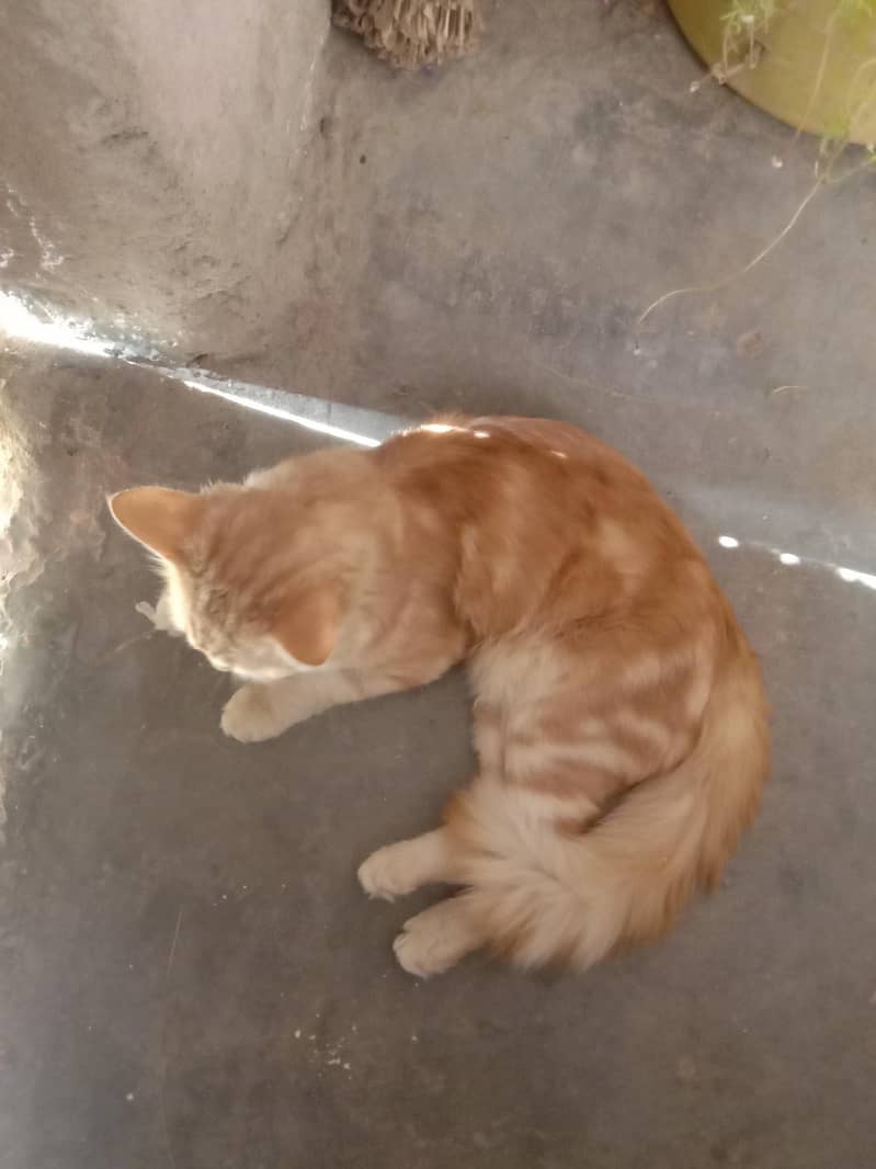 Persian cats 2