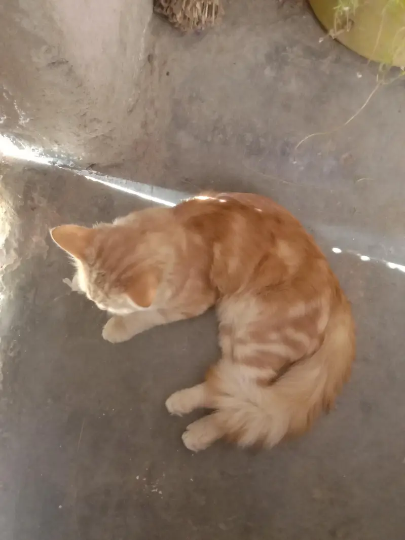 Persian cats — photo 3