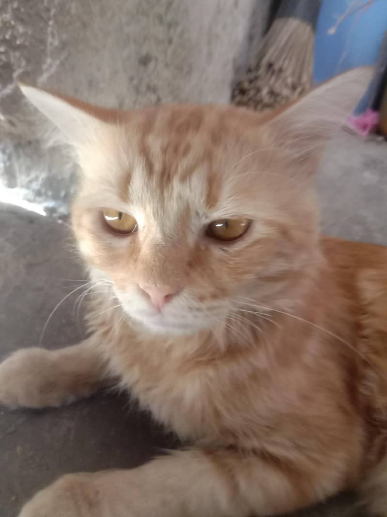 Persian cats 3