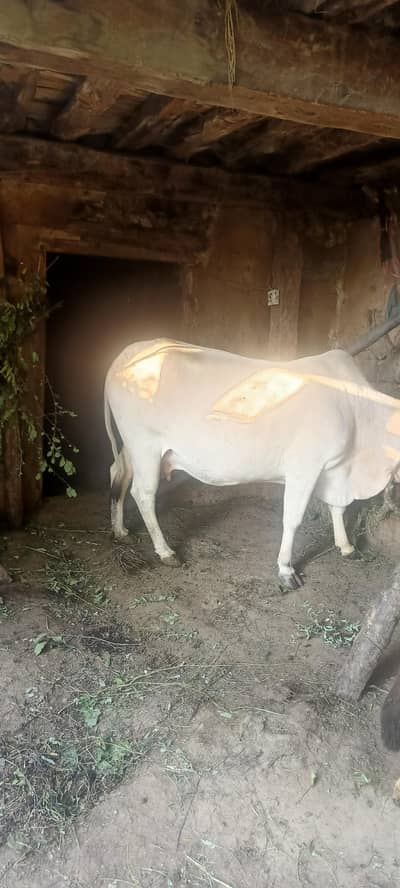 6.5month pregnant Sahiwal cow for sale kalakot swat