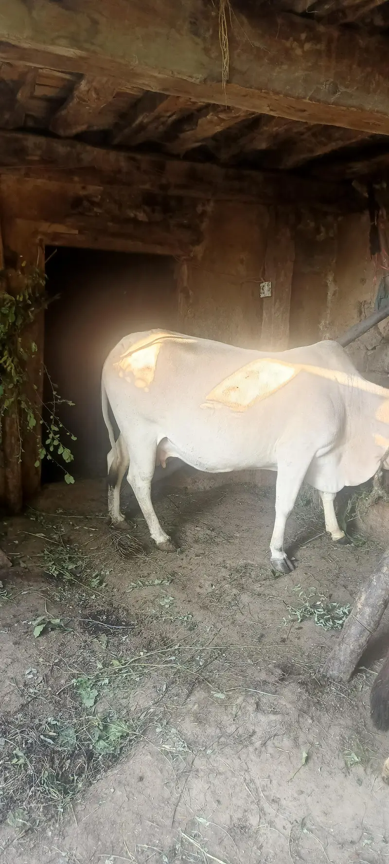 6.5month pregnant Sahiwal cow for sale kalakot swat