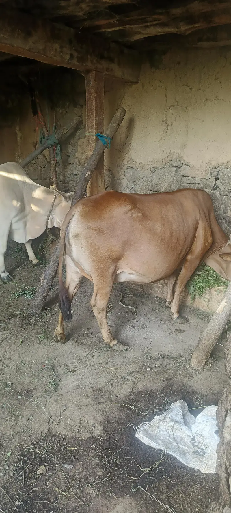 6.5month pregnant Sahiwal cow for sale kalakot swat — photo 2