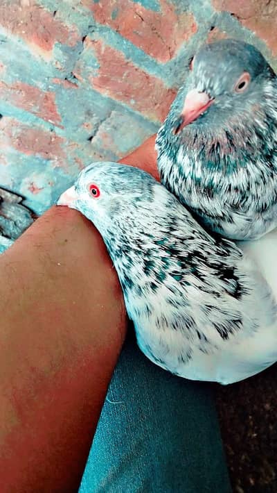freozpuri pair , almari Wala golden pair