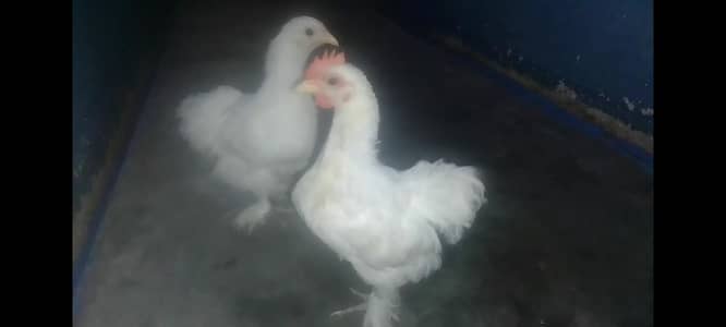 BANTAM. SEBRIGHT. SELKIE. ADULT YOUNG PAIR