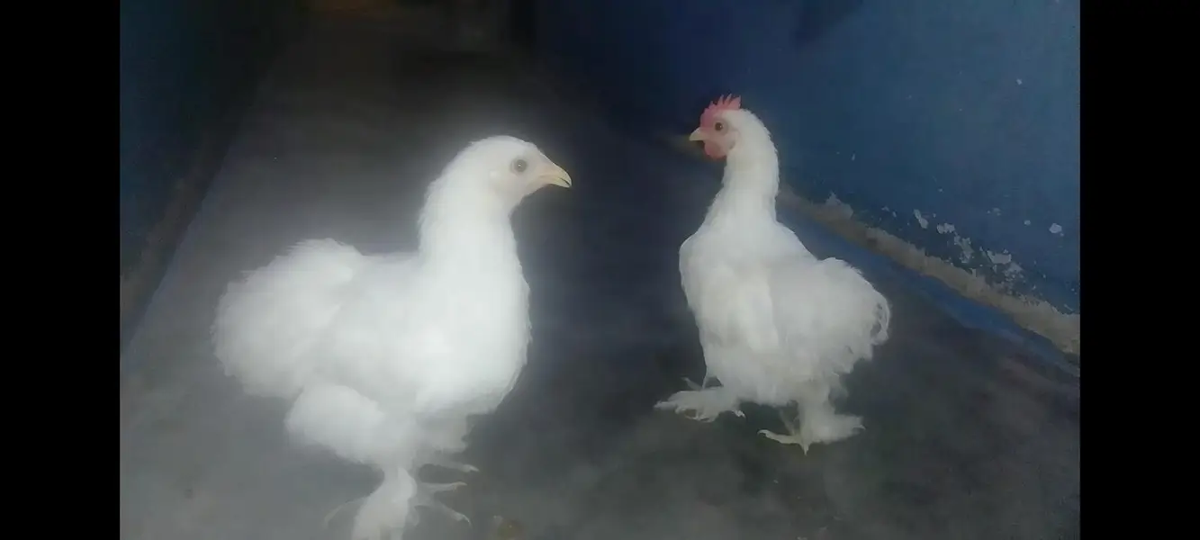 BANTAM. SEBRIGHT. SELKIE. ADULT YOUNG PAIR — photo 2