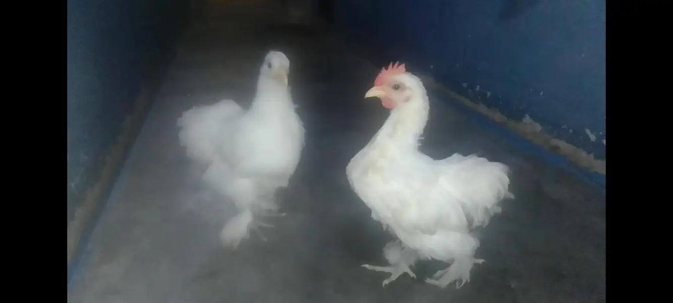BANTAM. SEBRIGHT. SELKIE. ADULT YOUNG PAIR — photo 3