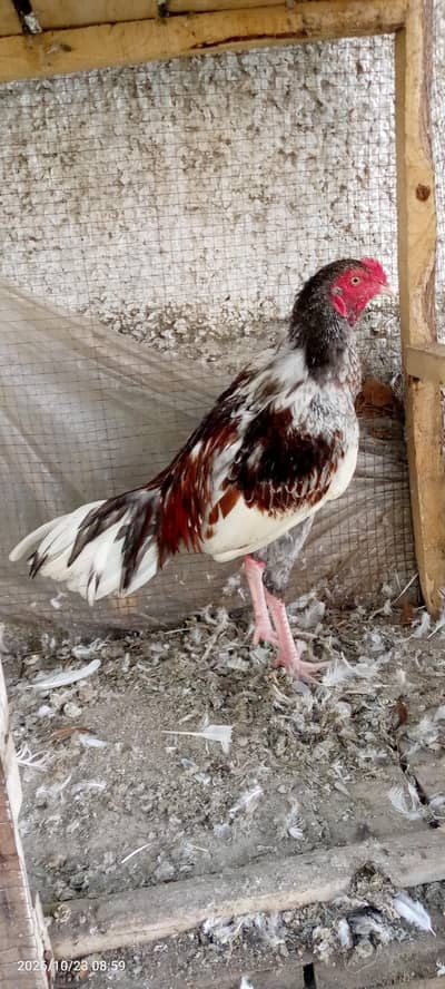 Salata Murgh