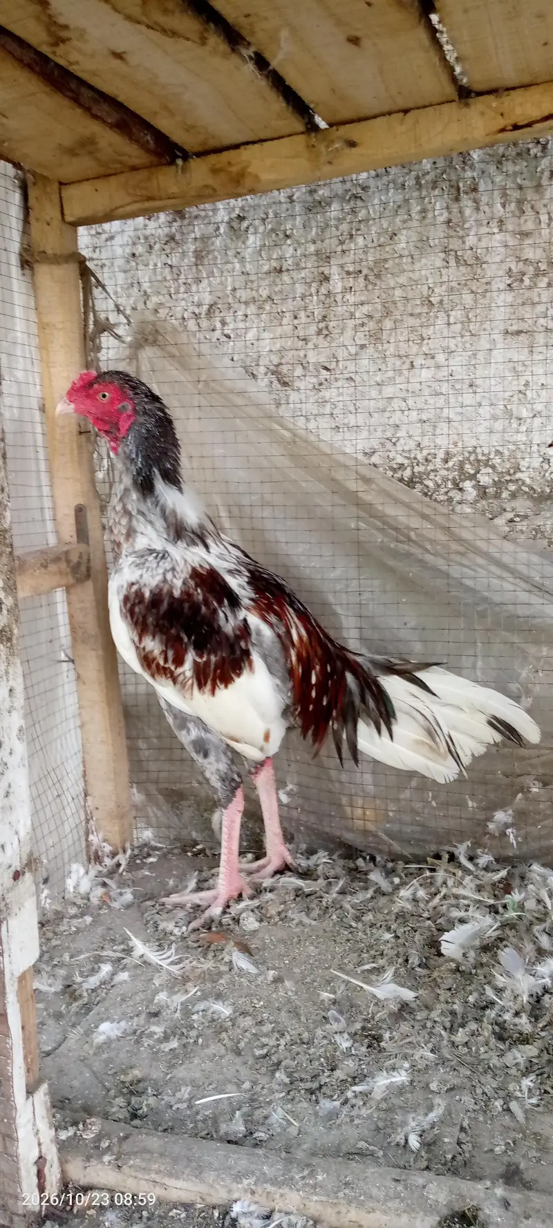 Salata Murgh — photo 2