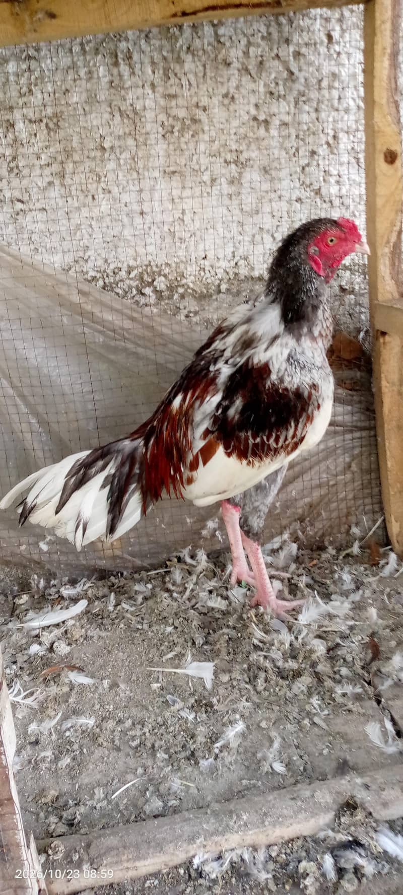 Salata Murgh 2